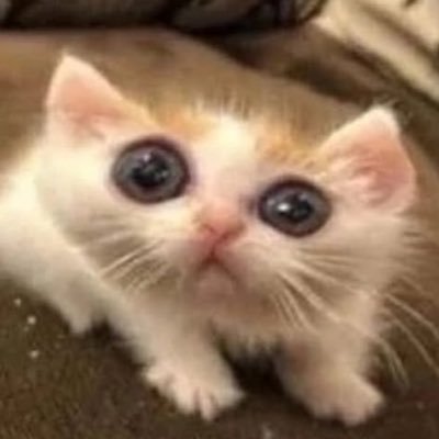 faço meus amigos adotarem gatos