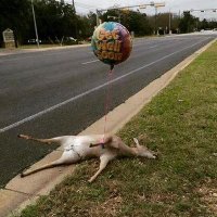 B_Wpps87 (@ignoranttic) 's Twitter Profile Photo B_Wpps87 (@ignoranttic) 's Twitter Profile Photo