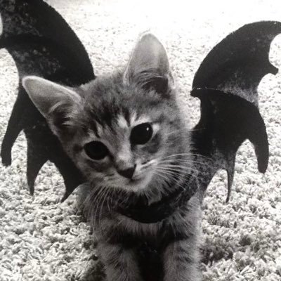 LoveAYJJWY's profile picture. ˚₊ ⋆૮₍ •ᴗ•₎ა♡₍ᐢ..ᐢ₎ ⋆ ₊˚