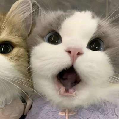 kucinggembul_L's profile picture. 