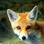 kämpferische Rollifahrerin, #Demokratie #NAFO #Ukraine #Fella #barrierefrei #Tierschutz #Renaturierung #Igel #Artensterben, Christin, CSU