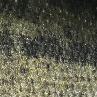 ブラックバス釣りを趣味としています。 亀山ダムの釣果DATAを統計学的に分析し、大物への道を切り開けるか、試行錯誤しています。ちなみに亀山ダムへは年に1回程度しか通っていません。 亀山ダムの釣果DATAを元に近場の野池や河川で釣りをしています。今日はどんなルアーで釣れるのか？大物を釣りやすい日なのか？数釣りなのか？