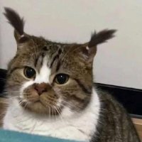 π»π²π»π² (@s4mokri) 's Twitter Profile