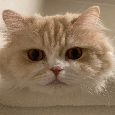 p3GaftPNG525530's profile picture. ミー16歳のおばぁちゃん、ちくわ2歳の女の子です🐈2匹の距離は縮まりませんが、猫団子見られる日を楽しみにしています。