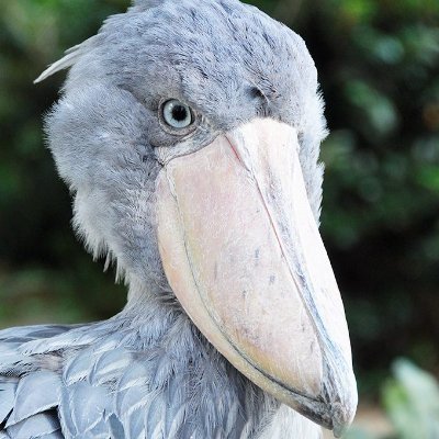ぐにきちさんのプロフィール画像