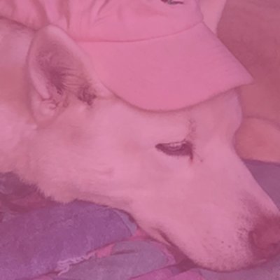 passhley's profile picture. @robloxclipit