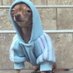 Cool Dog (@dopedogcoin) Twitter profile photo Cool Dog (@dopedogcoin) Twitter profile photo