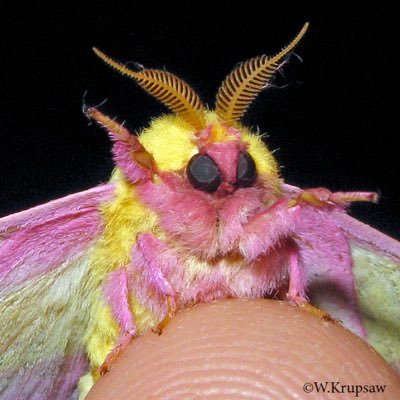 _MOTHWIFE's profile picture. orthodox christian, wife, mother, wearer of penny loafers. all opinions are my husbands 💗 priv: @mothwife2