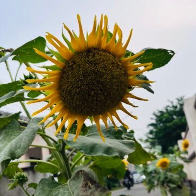 iydhsin's profile picture. gak  gitu kok aslinya, tapi di Twitter kan beda