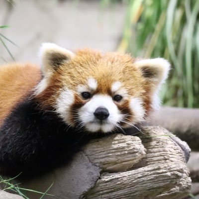 animalovedesign's profile picture. デザイン制作や写真撮影してます！プログラミング勉強中です。気まぐれですが、撮影した写真や作ったものを載せていきます。よければお気軽にお声がけください！動物や植物が好きで写真撮ってます。家の犬猫はこちらで撮影してます→@moko_mosuke