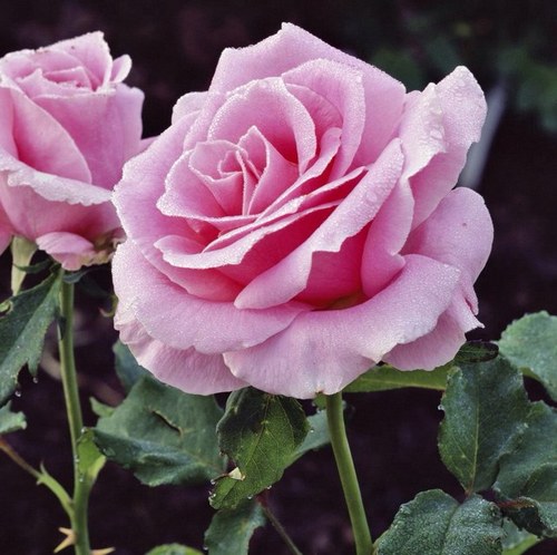 ivetteRP's profile picture. 