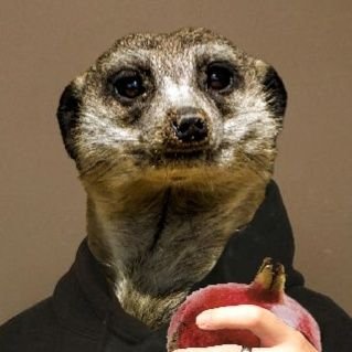 TheAmeerkat's profile picture. unapologetic & satirical Sunni; seeking knowledge and debates.
news junkie