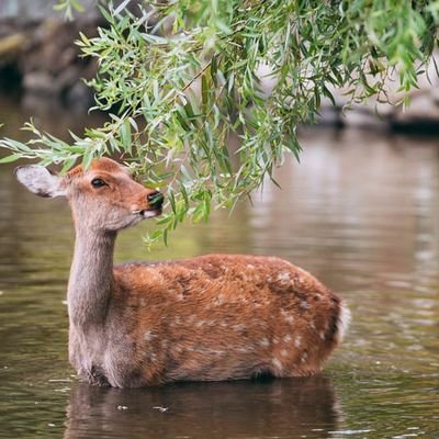 関西でも気軽にチェスを楽しめる場所が欲しい!との想いで始めた、奈良県のチェスクラブです🦌大会や例会はまだ怖いけど、オフラインのチェス会に一度参加してみたい...そんな方々にぴったりな場所を目指しています✨毎月最終土曜日、13:00〜開催予定!大阪や京都など、奈良県外の方も大歓迎です!一緒にチェスを楽しみましょう♟️