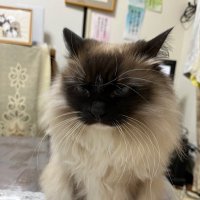 ふくふく (@qnxxbp) Twitter profile photo