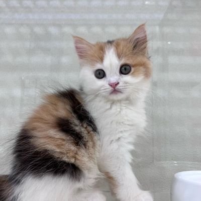 mansurzain8's profile picture. 