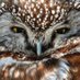 birb (@escbirb) Twitter profile photo birb (@escbirb) Twitter profile photo