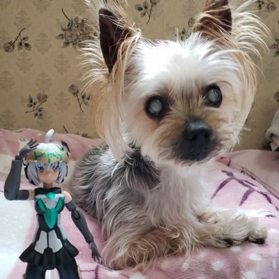 PRXw8dI305vEKNs's profile picture. ひじきちゃんにちくわさんと一緒にTwitterやってます～！( ＾ω＾ )

現在夜勤のため投稿も昼夜逆転しております…(*｀･ω･)ゞ

美プラを中心に作ってます！
下手ですが楽しければよし！！(*｀･ω･)ノ