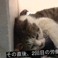 ヲタク‼️ (@psychedelichold) 's Twitter Profile
