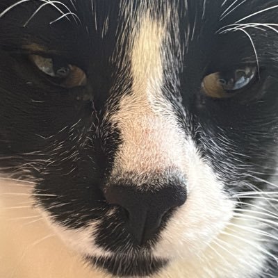 yazminnpop's profile picture. solo un gatito triste q escribe de vez en cuando y escucha música todo el tiempo