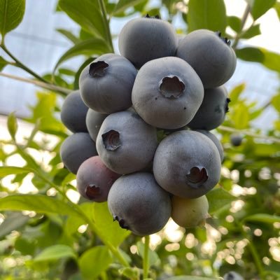 GiuseppeZisa1's profile picture. L‘altruismo