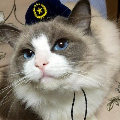 shibainu_asamin's profile picture. 成人｡無言いいね失礼します｡相貌失認｡推し活｡ｽｷﾏｽｲｯﾁ/及川光博/ｻｻｷｵｻﾑ/彩青/二見颯一/伊達悠太/細川一門/演歌第7世代/逆転裁判/GS/牧場物語/龍が如く/ｶﾒﾚｵﾝ/懸賞/相棒/犬&猫/銀魂/雑貨/FE/川上憲伸､高橋由伸/緑川光､中井和哉(敬称略)☆DELUXE会員｡