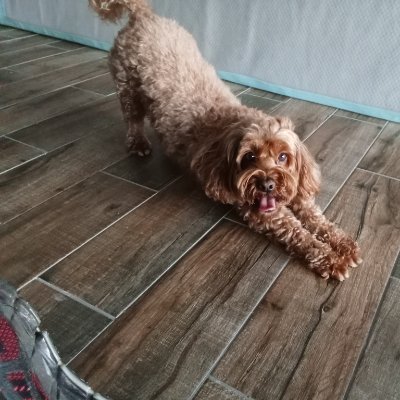 SCK1776's profile picture. Sceptic