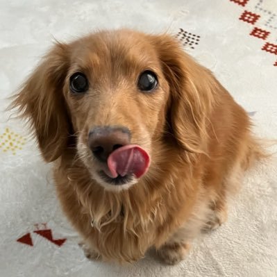 sub_ranran_sub's profile picture. @a0i_00901のうるさい垢/空リプ/ミュート推奨/ネット老人/ヲタツイ/音楽 ＃らんらんの再生リスト/イラスト #展らんらん会/片付け中の記録 #片付けしとらんらん/筋トレ記録 #体重減らんらん/手作り #わんどめいど