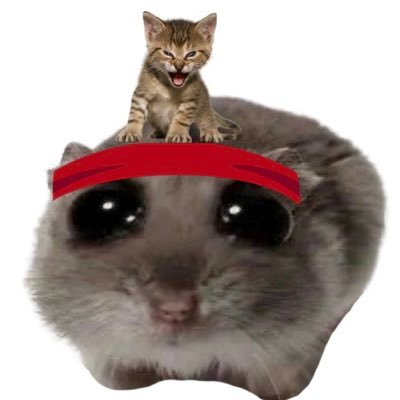 trungilio's profile picture. I am a Cat not Mouse