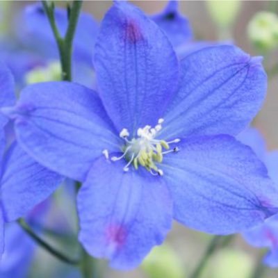 見てくれてありがとうございます😊無言フォローごめんなさい。DMは遠慮していますが見聞を広げるのが好きです😊自然界に感動!鬼滅の23巻が大好き!ミセスすごい!本質的なところも好き!モットーは『人には事情がある』『あなたも私もジグソーパズルのワンピース』