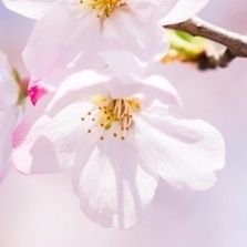 交換⇒郵送、又は現場がある場合は現場手渡しでの交換可能🙆‍♀️

※浮上＝返信ではありません
都合により反応遅くなる場合があります。
急ぎの場合はご連絡下さい

お取引経験100⤴︎
成人済
○お取引後双方ブロ解推奨○
本垢提示可能