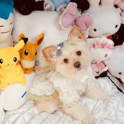 may0912may2nd's profile picture. ポメプーのメイちゃん🐶💕サブアカでしゅわ🐶💖 メイちゃん🐶とおバイク🏍️エリミネーター🌸を投稿するでしゅわ🥰 無断転載❌DM❌でしゅわ🐶 メイちゃん推しはこちら➡️ @may0912may ＃ポメプー #エリミネーター #おバイク