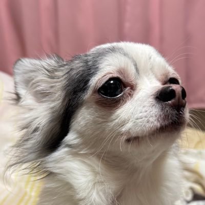癒鈴(YURi)さんのプロフィール画像