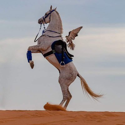 NapalmZ6's profile picture. 