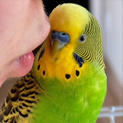 大きな耳と、さらに大胆な態度が魅力的な、ふわふわの小さなハートの子。ニンジン通で、お昼寝の達人で、そして認定抱っこマニア。さあ、私の世界へ飛び込んで!
