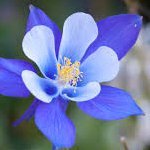 私は生まれてからずっと花が大好きです。彼らは私の心を癒し、穏やかな気持ちにさせてくれます。周囲に花を植えて、環境を美しくしましょう。一緒に頑張りましょう。すべてのフォロワーを歓迎します。