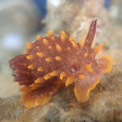 bzcalling33's profile picture. 前使ってたアカウントにログインできなくなったので新しく作りました。ウミウシ大好きダイバーです。