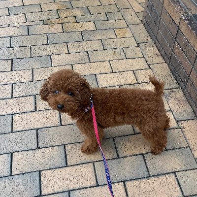 saya_saya_sa_y's profile picture. ロックされて解除できなく仕方なく作り直した