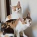 保護猫ふくろく (@fukurokurock) Twitter profile photo 保護猫ふくろく (@fukurokurock) Twitter profile photo