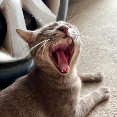 Konthe3's profile picture. Support Only  LingOrm