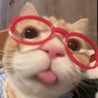 มาดูแมวที่ห้องเราม้ะ🦋 (@tommiemagazine) 's Twitter Profile