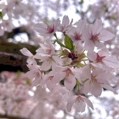 | 24卒 | 就活中 | コンサル, CRO, ヘルスケア, 人材 | 保健室の先生になる夢を諦めた ▶︎ やりたいことが分からない ▶︎ LiLiに出会う ▶︎ 諦めた後悔で終わらず次の行動を考えよう! | 心が落ち着く居場所を作りたい💐 | 自分の気持ちの整理と発信!