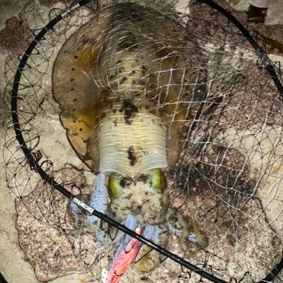 WdQRAOrTCg69006's profile picture. R5、4月から釣りを始めた初心者です 北九州、若松で主に釣りしてます 。エギングメインでアジング、ショアジギング、タイラバ、ロックフィッシュ、フカセ釣り