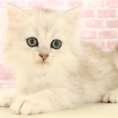 24時間ラジオ稼働中。
リンガーさんの坂道推し。
ハロプロ好きなのに同日モーニング娘。→倖田來未のコンサート連戦したモノノフ兼おひさま。
TOKYOFM、NACK5、文化放送、LF、FM横浜リスナー。
#日向坂で会いましょう の後はハロプロ番組で。