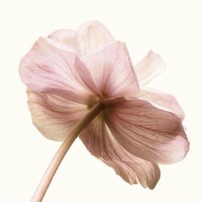 strv1light's profile picture. 💐🍵🌸🧖🏽‍♀️🫧
