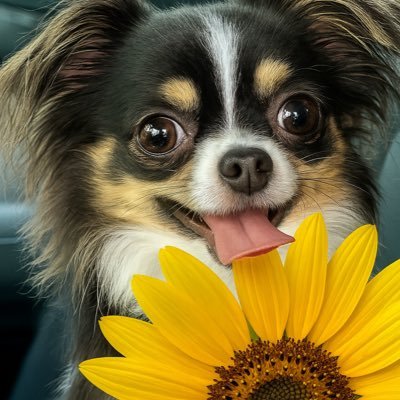 I’m Piper Boy 🩵 a very adventurous, long-haired Chihuahua, BD 5/29. My best friend @w5_joni loved sunflowers 🌻🌻🌻