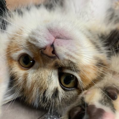 SwrdSilver's profile picture. 眼鏡掛け器です و( ˙꒳˙ )٩ !