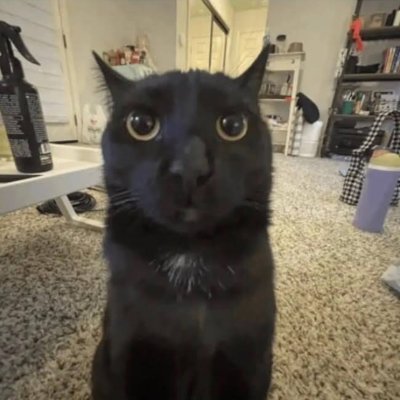 Vulkitty's profile picture. coagulant