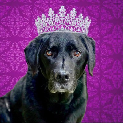 Bionic black labrador, likes the finer things in life and SWIMMING! Head of a pack of six including Logie @dogie_the