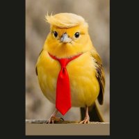 YellowBird 👑🇮🇨🇪🇸 (@canaryfacher) 's Twitter Profile