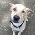 Mama Dog and Pups (@mamadogpups) Twitter profile photo Mama Dog and Pups (@mamadogpups) Twitter profile photo